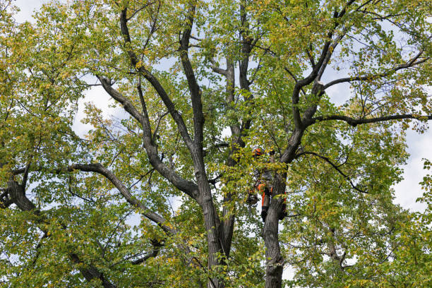  Shepherdstown, WV Tree Removal Services Pros